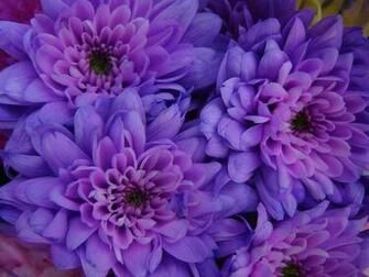 Purple Orchids Beautiful HD Wallpaper