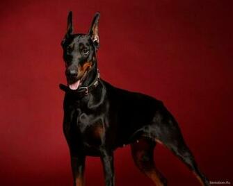 Doberman Wallpaper