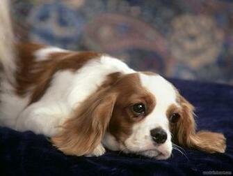 Zoo Park Cute Puppies Wallpaper Puppy For Desktop