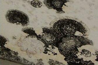 Mold Wallpaper