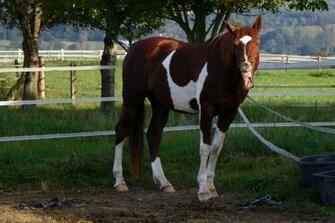 American Saddlebred Stock By Luda