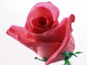 Beautiful Pink Roses Wallpaper