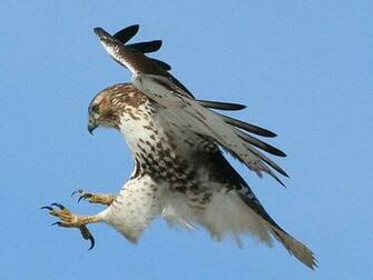 Eagles Hawk Wallpaper HD 1080p Eagle Pictures