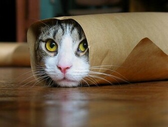 All Wallpaper Funny Cats HD