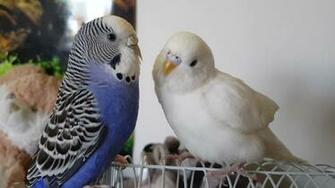 Buckbeak Making New Friends Budgies