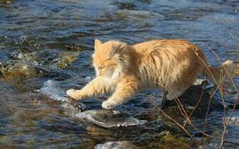 Cat Fish Wallpaper And Image Pictures Photos