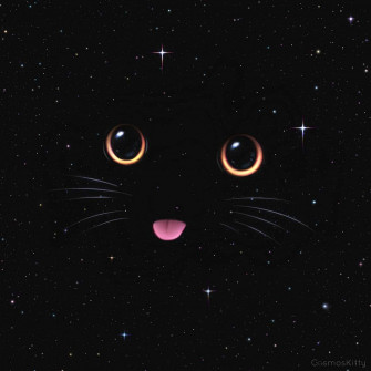 Cat Wallpaper