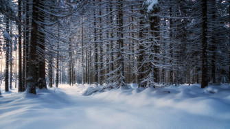 Wallpaper Trees Snow Snowy Forest 4k UHD