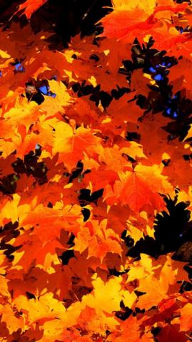 Fall Phone Wallpaper On