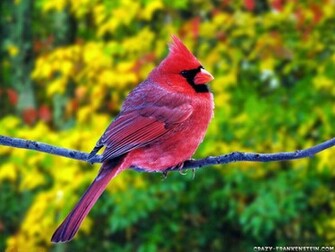Summer Fat Red Cardinal Fattening Up For The Winter