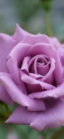 Light Purple Rose Petals Water Droplets iPhone Pro