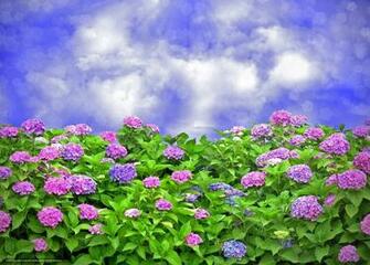 Wallpaper Flowers Hydrangea Sky Desktop In