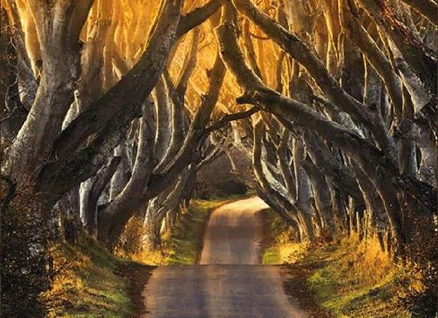 Most Beautiful Tree Tunnels HD Wallpaper