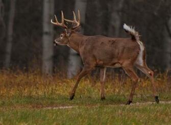 Monster Whitetail Bucks