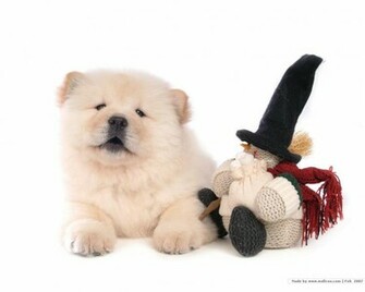 Chow Wallpaper Dogs