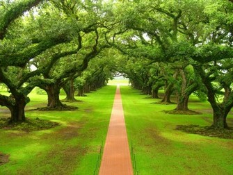 Beautiful Nature Wallpaper Green