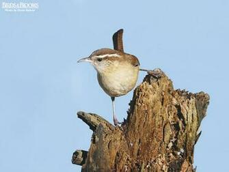 Birding Birds Blooms
