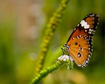 Butterfly Desktop Wallpaper For Tablets Pc