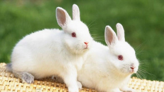 White Rabbit HD Wallpaper