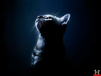 Beautiful Wild Cat HD Wallpaper For Desktops E Entertainment