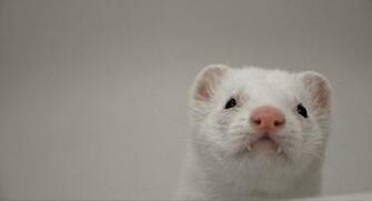 Ferrets Wallpaper Fun Animals Wiki Videos Pictures Stories