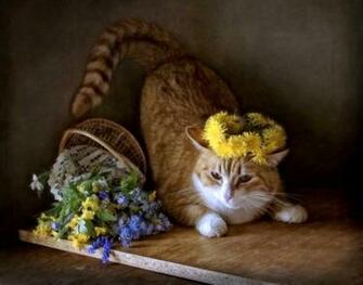 Cat And Flowers Wallpaper HD Desktopinhq