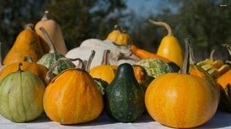 Pumpkins Wallpaper Photography