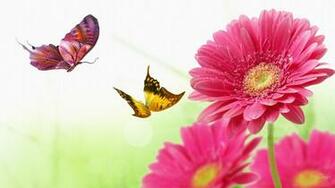 Gerber Daisy Butterfly Dance Bright Butterflies Daisies