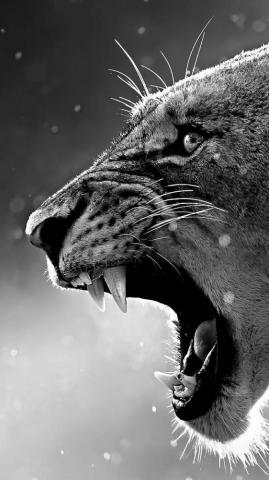 Puma White Wallpaper By Ombladongfx Dc
