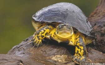 Turtle Wallpaper Cute Underwater Turtles HD
