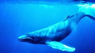 Blue Whale High Definition Widescreen Wallpaper