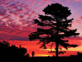 Hq Silhouetted Pine At Sunset Kentucky Wallpaper