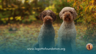 Lagotto Romagnolo Foundation Inc