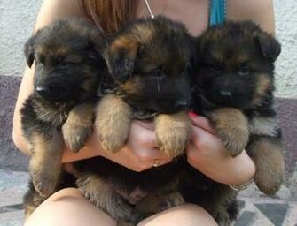 Baby Long Haired German Shepherds