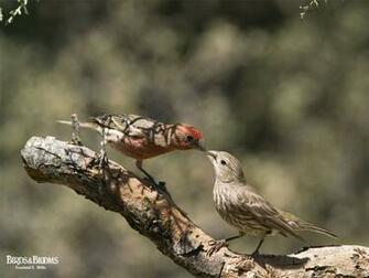 Birds And Blooms Wallpaper Pictures