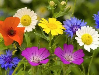 Color Me Spring Wallpaper