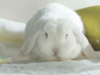 Rabbit Desktop Wallpaper On Latoro