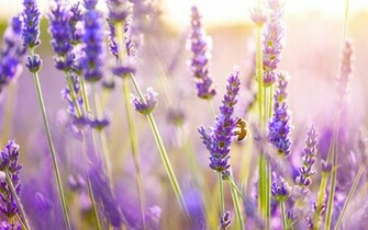 Lavender Flowers Wallpaper HD