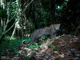 Badass Picture National Geo Congo Leopard Tmb