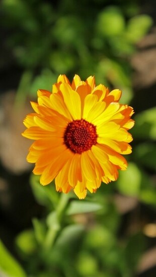 Yellow Flower