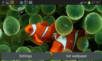 Coral Reef Live Wallpaper Android Apps On Google Play