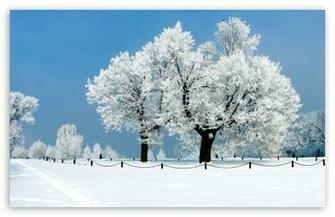 Winter Wallpaper Widescreen High Resolution White Tree HD