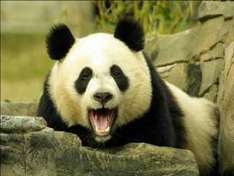 Wallpaper Collection Panda