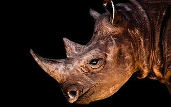 Animal Mix Collection HD Wallpaper