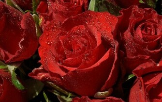 Rose Flowers Wallpaper
