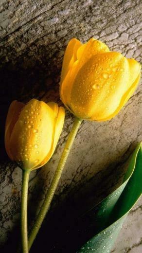Tulips iPhone HD Wallpaper For