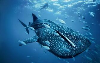 Top Quality HD Whale Image Amazing Collection