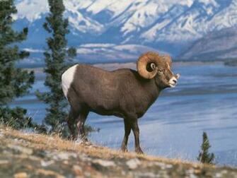 Rocky Mountain Sheep Big Horn Computer Desktop Wallpaper