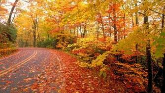 Fall Nature Wallpaper