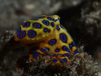 Blue Ringed Octopus Eyes